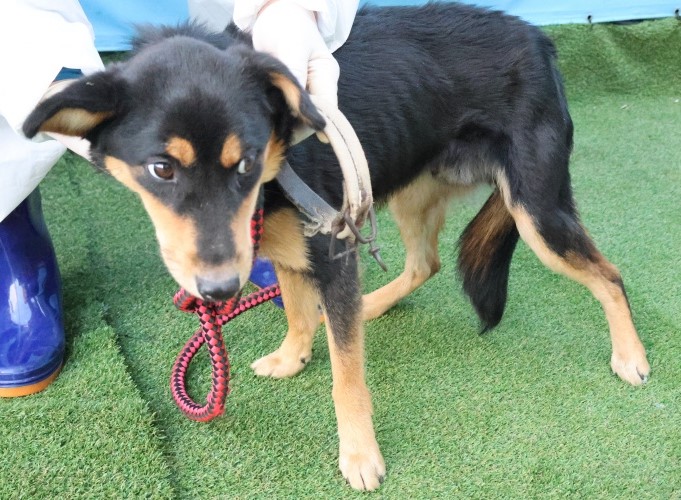 제주 동물보호센터_450650202503108